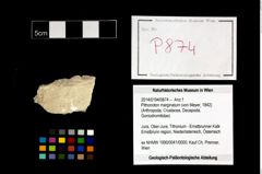 Foto (Objekt + Etikett) von Pithonoton marginatum (von Meyer, 1842)  (NHMW-GEO-2014-0194-0874)